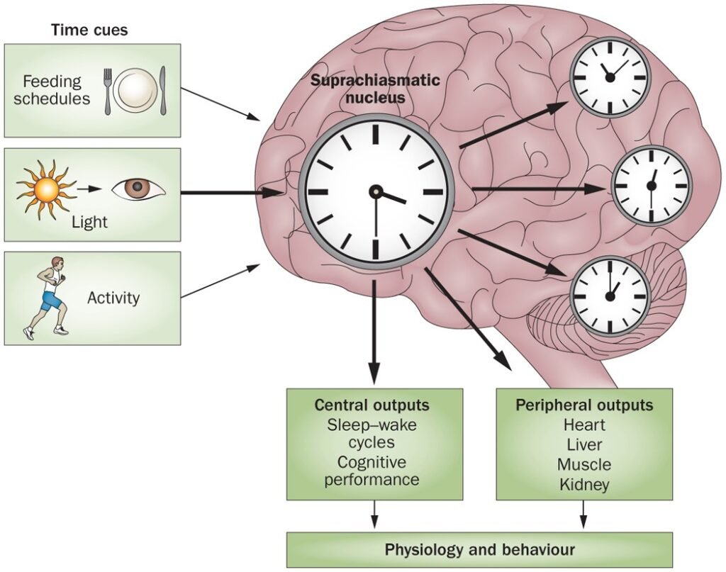 A 24-hour clock diagram showing the peaks and troughs of key bodily functions like cortisol, melatonin, body temperature, and alertness controlled by circadian rhythms.