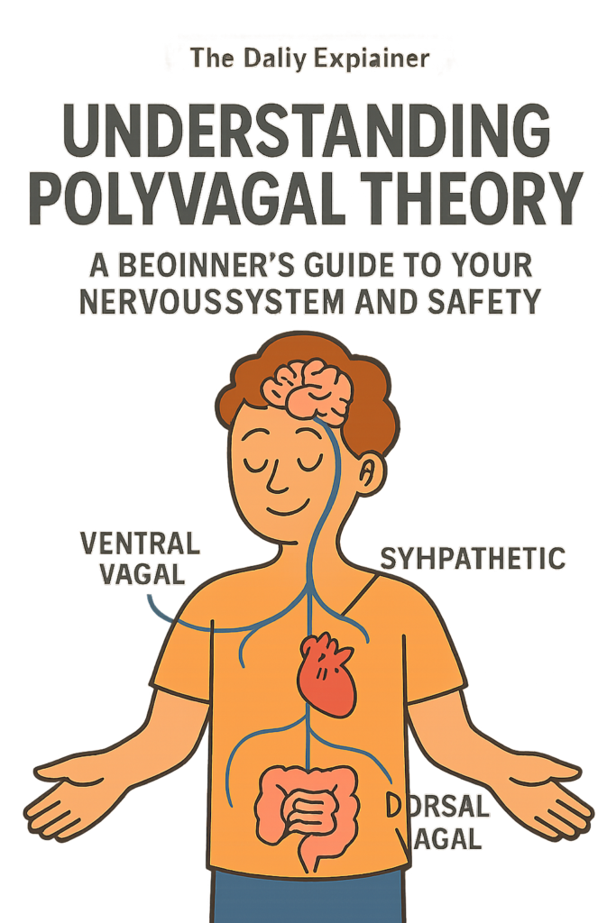 A ladder diagram showing the three states of the autonomic nervous system according to Polyvagal Theory: Ventral Vagal (safe/social) at the top, Sympathetic (fight/flight) in the middle, and Dorsal Vagal (freeze/collapse) at the bottom.